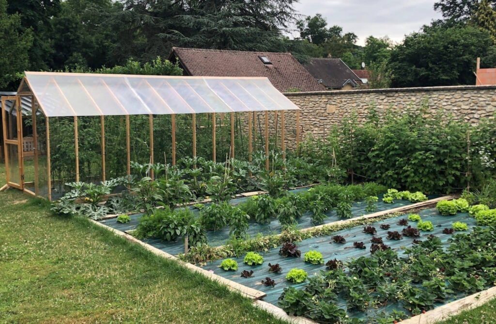 culture de tomates sous serre en bois et polycarbonate dans un jardin