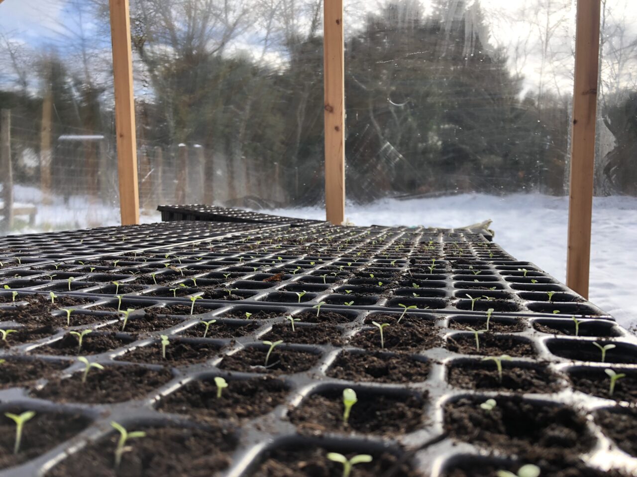 plantes sous serre gel hiver